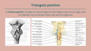 Triangulo pontino
La fosita superior, situada en la prolongación del trígono del nervio vago; está
en relación con el núcleo motor del nervio trigémino
 