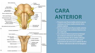 CARA
ANTERIOR
Presenta una fisura media anterior que es
continua a la fisura media anterior de la
médula espinal.
En los laterales de la fisura media anterior
encontraremos dos cordones blancos uno
por cada lado.
Los cordones blancos parecen prolongar
los cordones anteriores de la médula
espinal:pirámides de la médula oblonga.
La pirámide está limitada por el surco
anterolateral,de este surco saldrán de 10 a
12, filetes radiculares del nervio hipogloso
 