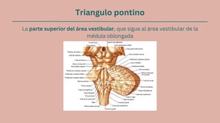 Triangulo pontino
La parte superior del área vestibular, que sigue al área vestibular de la
médula oblongada
 