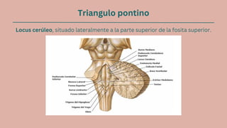 Triangulo pontino
Locus cerúleo, situado lateralmente a la parte superior de la fosita superior.
 