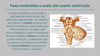 Fosa romboidea o suelo del cuarto ventrículo
La fosa romboidea comprende, a
cada lado del surco medio, dos
salientes longitudinales, uno medial y
otro lateral. El medial se denomina
eminencia medial y está constituido
inferiormente por el trígono del
nervio hipogloso y superiormente por
el colículo facial; el lateral constituye
el área vestibular. La depresión que
los separa, conocida con el nombre
de surco limitante constituye las
fositas inferior y superior.
 