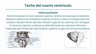 Techo del cuarto ventrículo
Cada lado del frenillo del velo medular superior surgen los nervios trocleares.
PARTE SUPERIOR
Está formada por el velo medular superior, lámina nerviosa que se extiende
desde un pedúnculo cerebeloso superior al otro y cubre el triángulo pontino.
La base o borde inferior del velo medular superior se continúa con la língula.
El extremo superior o vértice se extiende hasta los colículos inferiores.
 