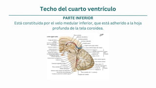 Techo del cuarto ventrículo
PARTE INFERIOR
Está constituida por el velo medular inferior, que está adherido a la hoja
profunda de la tela coroidea.
 