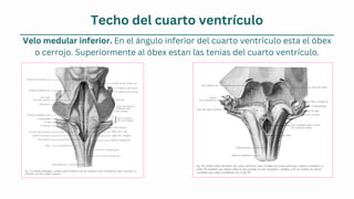 Techo del cuarto ventrículo
Velo medular inferior. En el ángulo inferior del cuarto ventrículo esta el óbex
o cerrojo. Superiormente al óbex estan las tenias del cuarto ventrículo.
 