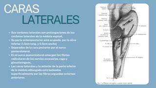 CARAS
LATERALES
Sus cordones laterales son prolongaciones de los
cordones laterales de la médula espinal.
Su parte anteroposterior está ocupada, por la oliva
inferior (1,5cm long. y 0,5cm ancho)
Separadas de la cara posterior por el surco
posterolateral.
En el surco posterolateral emergen los filetes
radiculares de los nervios accesorios,vago y
glosofaríngeos.
Las caras laterales y la anterior de la parte inferior
de la médula oblongada esta bodeadas
superficialmente por las fibras arguedas externas
anteriores.
 