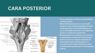 Por su anatomía se divide en mitad inferior
y mitad superior.
Mitad inferior:presenta un surco medio
posterior y dos cordones posteriores;cada
cordón posterior está subdividido por un
surco intermedio posterior en un tubérculo
grácil y un tubérculo cuneiforme.
Mitad superior:Los cordones se convierten
en pedúnculos cerebelosos inferiores que
limitan entre sí un espacio triangular de
base superior que se ensanchara y se
convertirá en un cuarto ventrículo y esta
cerrado posteriormente por el velo medular
inferior
CARA POSTERIOR
 