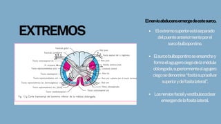 Elnervioabducensemergedeestesurco.
Elextremosuperiorestáseparado
delpuenteanteriormenteporel
surcobulbopontino.
Elsurcobulbopontinoseensanchay
formaelagugerociegodelamédula
oblongada,superiormenteelagujero
ciegosedenomina“fositasupraolivar
superiorydefositalateral”.
Losnerviosfacialyvestibulococlear
emergendelafositalateral.
EXTREMOS
 