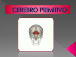 Cerebro primitivo[1][1]