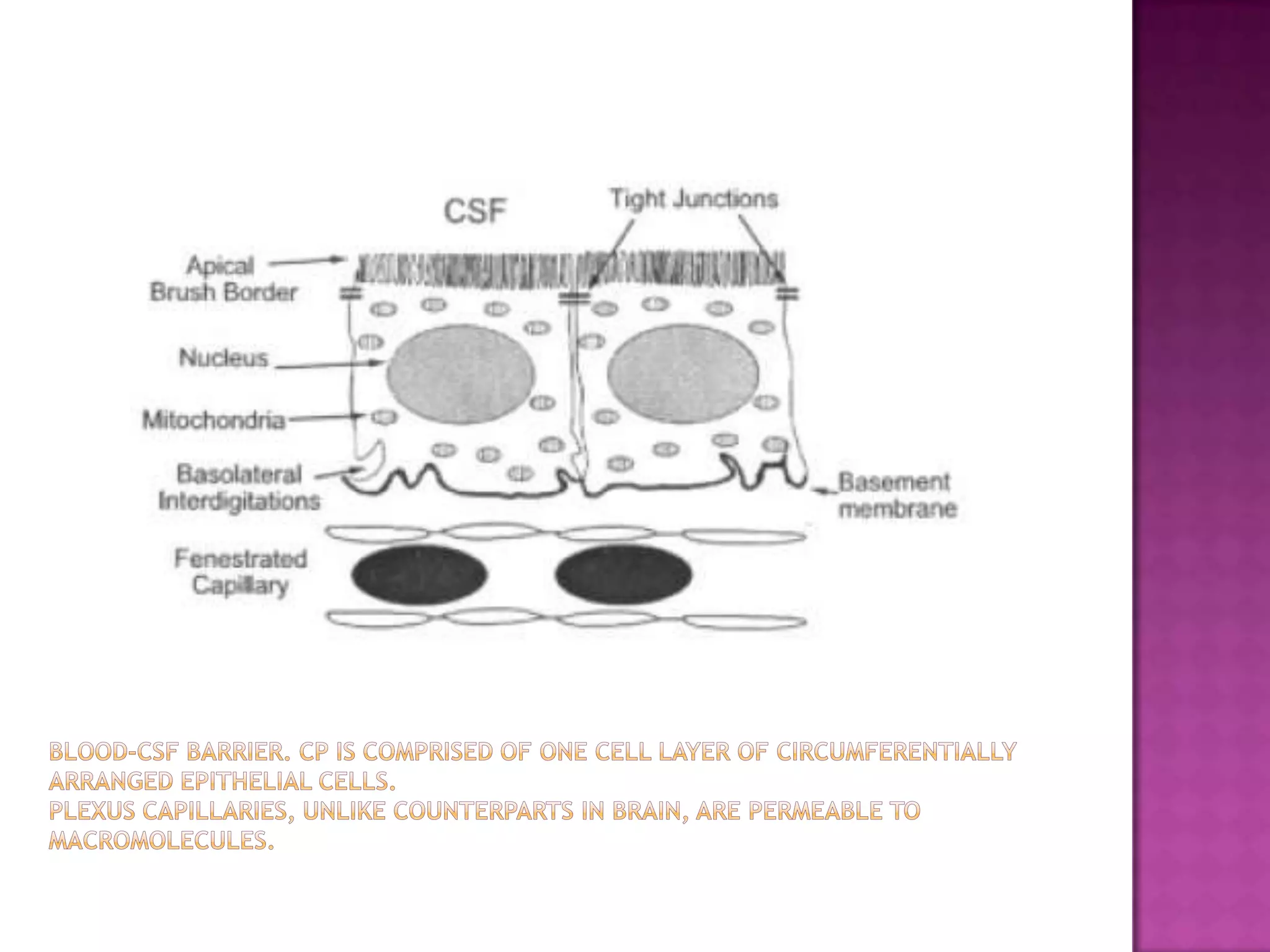 Blood-CSF barrier. CP is comprised of one cell layer of circumferentially arranged epithelial cells.Plexus capillaries, unlike counterparts in brain, are permeable to macromolecules.