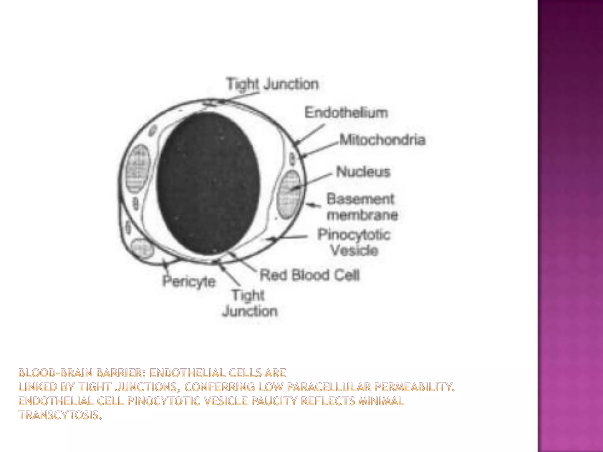 Blood-brain barrier: Endothelial cells arelinked by tight junctions, conferring low paracellular permeability. Endothelial cell pinocytotic vesicle paucity reflects minimaltranscytosis.