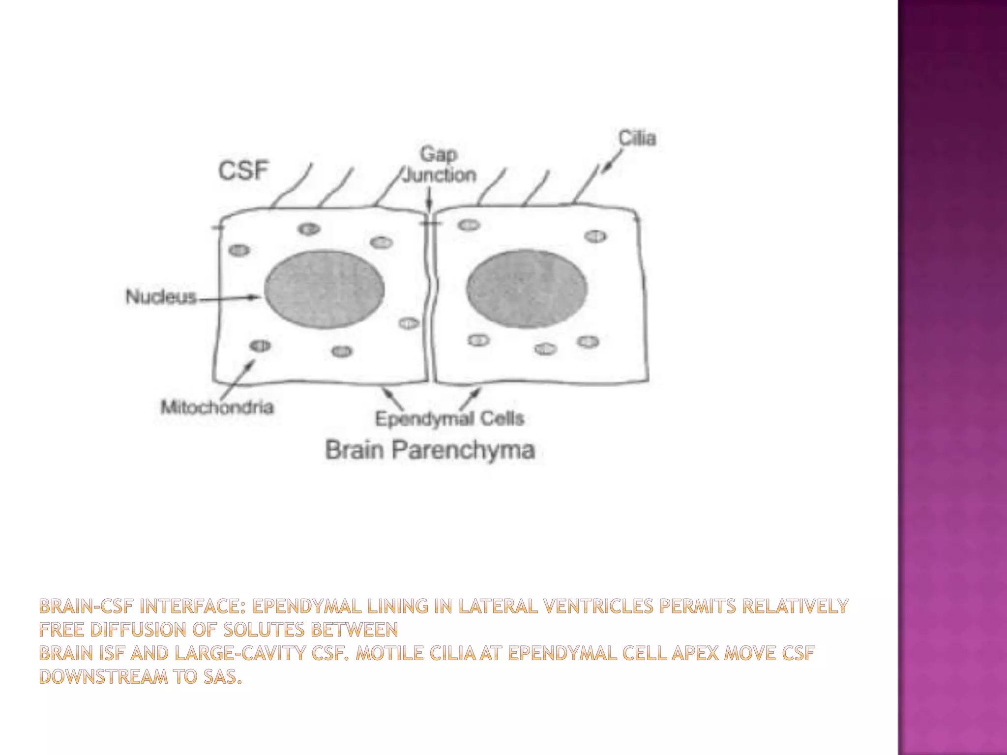 Brain-CSF interface: Ependymal lining in lateral ventricles permits relatively free diffusion of solutes betweenbrain ISF and large-cavity CSF. Motile cilia at ependymal cell apex move CSF downstream to SAS.