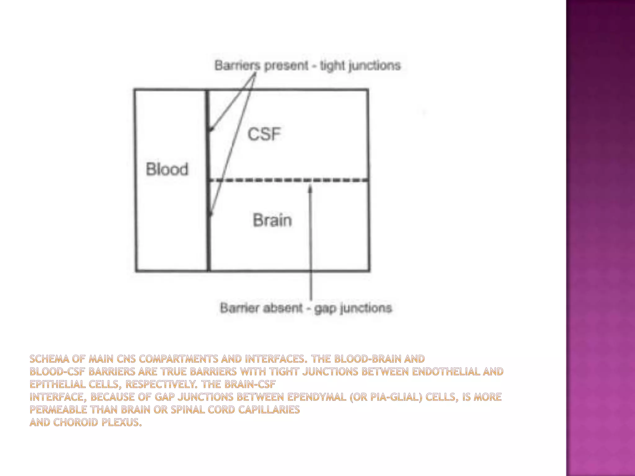 Schema of main CNS compartments and interfaces. The blood-brain andblood-CSF barriers are true barriers with tight junctions between endothelial and epithelial cells, respectively. The brain-CSFinterface, because of gap junctions between ependymal (or pia-glial) cells, is more permeable than brain or spinal cord capillariesand choroid plexus.