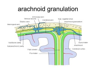 arachnoid granulation 