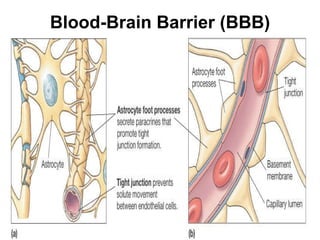 Blood-Brain Barrier (BBB) 