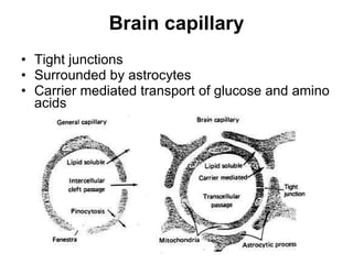 Brain capillary Tight junctions Surrounded by astrocytes Carrier mediated transport of glucose and amino acids 