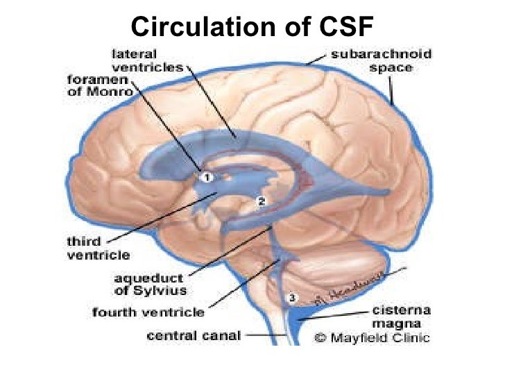 Cerebrospinal fluid