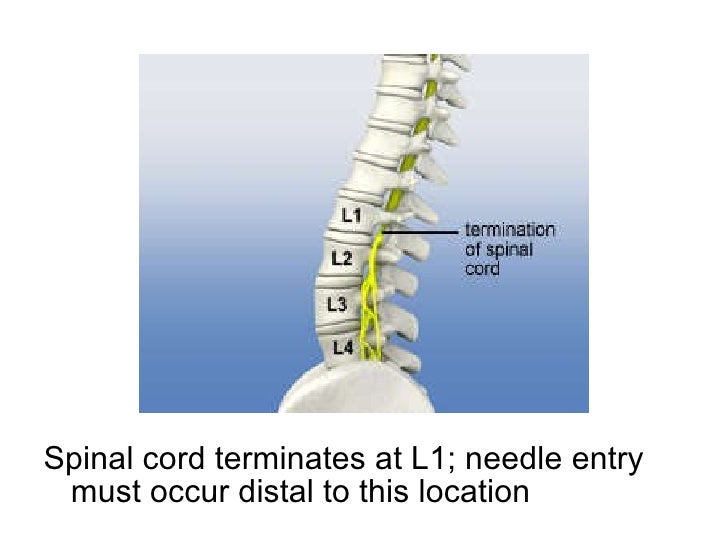 Cerebrospinal fluid