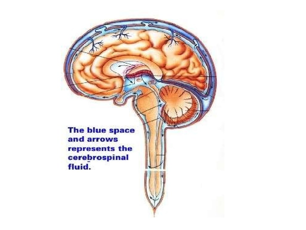 Cerebrospinal fluid