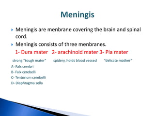    Meningis are menbrane covering the brain and spinal
    cord.
   Meningis consists of three menbranes.
    1- Dura mater 2- arachinoid mater 3- Pia mater
strong “tough mater”     spidery, holds blood vessesl   “delicate mother”
A- Falx cerebri
B- Falx cerebelli
C- Tentorium cerebelli
D- Diaphragma sella
 