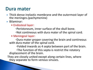  Thick dense inelastic membrane and the outermost layer of
  the meninges.(pachymeninx)
 Bilaminar:
   • Endosteal layer:
       ◦Peristoneum, inner surface of the skull bone.
       ◦Not contineous with dura mater of the spinal cord.
   • Meningeal layer:
       ◦Dura mater proper covering the brain and contineous
  with dura mater of the spinal cord.
        ◦Folded inwards as 4 septa between part of the brain.
        ◦The function of this septa is restrict the rotatory
  displacement of the brain.
 They are closely united except along certain lines, where
  they separate to form venous sinuses.
 
