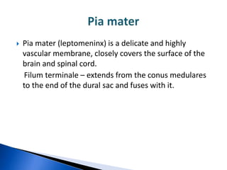    Pia mater (leptomeninx) is a delicate and highly
    vascular membrane, closely covers the surface of the
    brain and spinal cord.
    Filum terminale – extends from the conus medulares
    to the end of the dural sac and fuses with it.
 