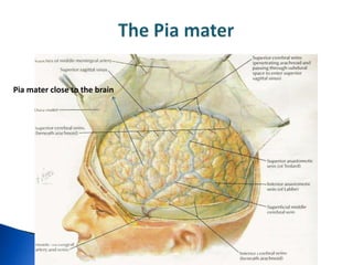 Pia mater close to the brain
 