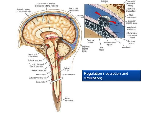 Cerebrospinal fluid PPT