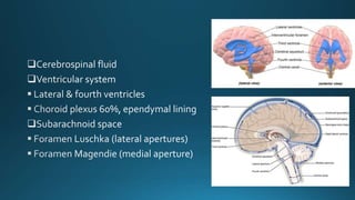 Cerebrospinal fluid
