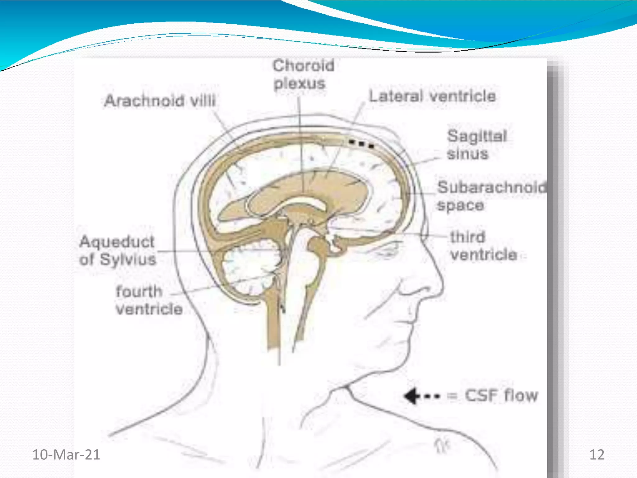 Cerebrospinal fluid, Anatomy and Physiology, Nervous system | PPT