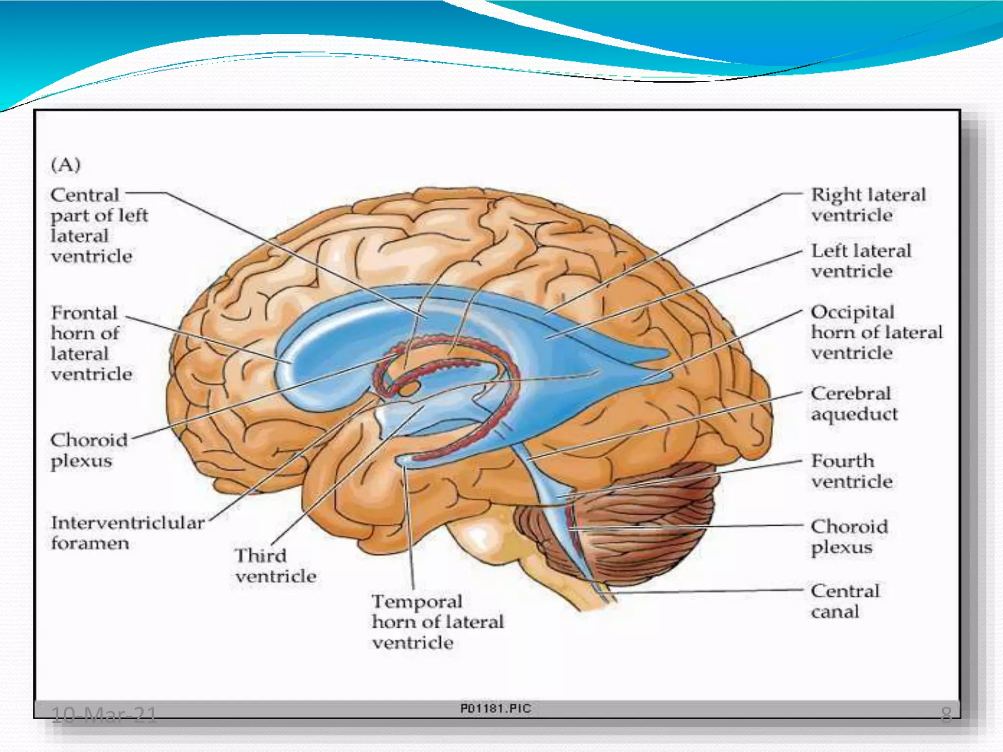 Cerebrospinal fluid, Anatomy and Physiology, Nervous system | PPTX