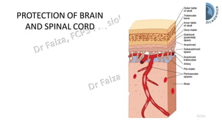 PROTECTION OF BRAIN
AND SPINAL CORD
 