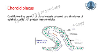 Choroid plexus
Cauliﬂower like growth of blood vessels covered by a thin layer of
epithelial cells that project into ventricles
 