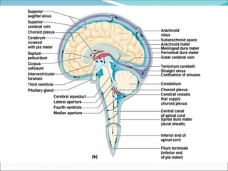 the formation and circulation of CEREBROSPINAL FLUID 2018.ppt