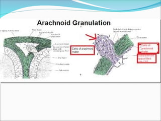 the formation and circulation of CEREBROSPINAL FLUID 2018.ppt