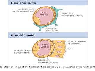 Cerebrospinal fluid and intracranial pressure | PPT