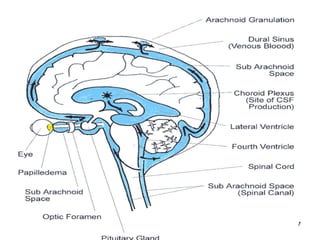 Comprehensive Overview of Cerebrospinal Fluid Formation, Circulation ...