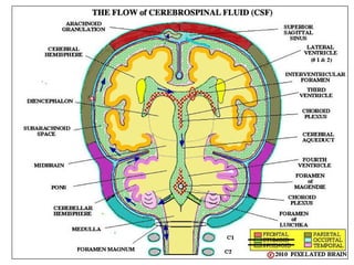 Comprehensive Overview of Cerebrospinal Fluid Formation, Circulation ...