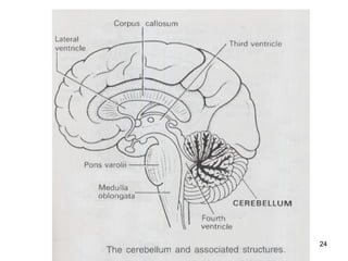 Comprehensive Overview of Cerebrospinal Fluid Formation, Circulation ...