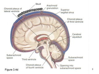 Comprehensive Overview of Cerebrospinal Fluid Formation, Circulation ...