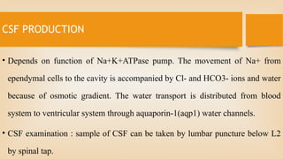 CSF PRODUCTION
• Depends on function of Na+K+ATPase pump. The movement of Na+ from
ependymal cells to the cavity is accompanied by Cl- and HCO3- ions and water
because of osmotic gradient. The water transport is distributed from blood
system to ventricular system through aquaporin-1(aqp1) water channels.
• CSF examination : sample of CSF can be taken by lumbar puncture below L2
by spinal tap.
 