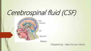 Cerebrospinal fluid (CSF)
Prepared by :-Bipul Kumar Mahto
 