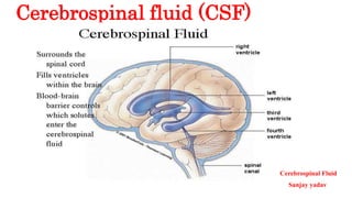 Cerebrospinal fluid (CSF)
Cerebrospinal Fluid
Sanjay yadav
 