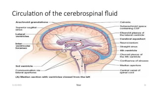 Cerebrospinal_fluid_CSF_function_and_circulation_with_clinical ...
