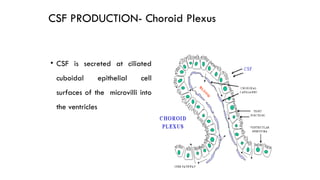 Cerebrospinal_fluid_CSF_function_and_circulation_with_clinical ...