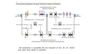 Cerebrospinal_fluid_CSF_function_and_circulation_with_clinical ...