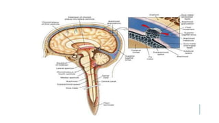 CEREBROSPINAL FLUID IN HEALTH AND DISEASE.pptx
