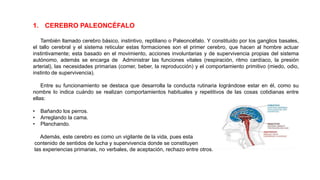 1. CEREBRO PALEONCÉFALO
También llamado cerebro básico, instintivo, reptiliano o Paleoncéfalo. Y constituido por los ganglios basales,
el tallo cerebral y el sistema reticular estas formaciones son el primer cerebro, que hacen al hombre actuar
instintivamente; esta basado en el movimiento, acciones involuntarias y de supervivencia propias del sistema
autónomo, además se encarga de Administrar las funciones vitales (respiración, ritmo cardíaco, la presión
arterial), las necesidades primarias (comer, beber, la reproducción) y el comportamiento primitivo (miedo, odio,
instinto de supervivencia).
Entre su funcionamiento se destaca que desarrolla la conducta rutinaria lográndose estar en él, como su
nombre lo indica cuándo se realizan comportamientos habituales y repetitivos de las cosas cotidianas entre
ellas:
• Bañando los perros.
• Arreglando la cama.
• Planchando.
Además, este cerebro es como un vigilante de la vida, pues esta
contenido de sentidos de lucha y supervivencia donde se constituyen
las experiencias primarias, no verbales, de aceptación, rechazo entre otros.
 