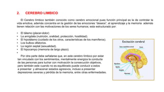 2. CEREBRO LIMBICO
El Cerebro límbico también conocido como cerebro emocional pues función principal es la de controlar la
vida emotiva, además concentra en la gestión de las emociones “deseos”, el aprendizaje y la memoria además
tienen relación con las motivaciones de los seres humanos; esta estructurado por:
• El tálamo (placer-dolor)
• La amígdala (nutrición, oralidad, protección, hostilidad).
• El hipotálamo (cuidado de los otros, características de los mamíferos).
• Los bulbos olfatorios.
• La región septal (sexualidad).
• El hipocampo (memoria de largo plazo).
•
Por otra parte debe señalarse que, en este cerebro límbico por estar
tan vinculado con los sentimientos, mentalmente energiza la conducta
de las personas para luchar con motivación la consecución objetivos,
pero también este cuando no es equilibrado puede conducir a estos
a presentar y almacenar estados agresivos, incluso a presentar
depresiones severas y pérdida de la memoria, entre otras enfermedades.
 