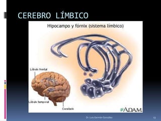 CEREBRO LÍMBICO
Dr. Luis Germán González 13
 