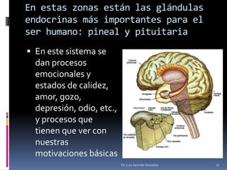En estas zonas están las glándulas
endocrinas más importantes para el
ser humano: pineal y pituitaria
 En este sistema se
dan procesos
emocionales y
estados de calidez,
amor, gozo,
depresión, odio, etc.,
y procesos que
tienen que ver con
nuestras
motivaciones básicas
Dr. Luis Germán González 17
 